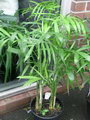 bamboo palm